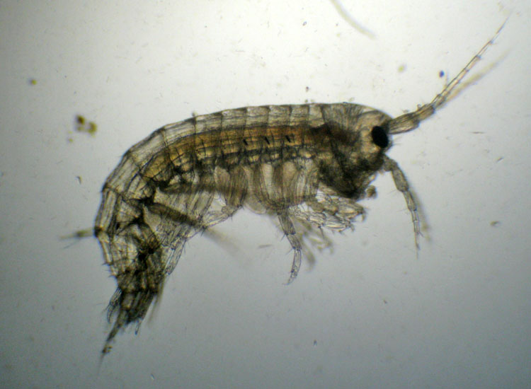 Microscopia salata